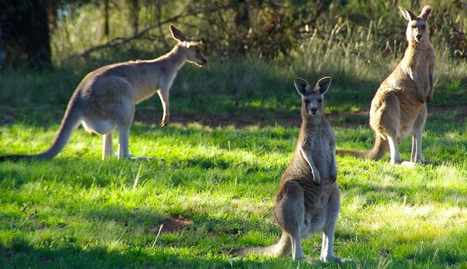 kangaroos-340287_1280